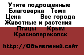 Утята подрощенные “Благоварка“,“Темп“ › Цена ­ 100 - Все города Животные и растения » Птицы   . Крым,Красноперекопск